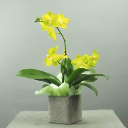 Orchidée offre spéciale fête des grand-mères