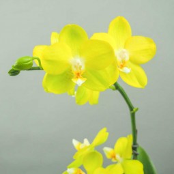 Orchidée offre spéciale fête des grand-mères