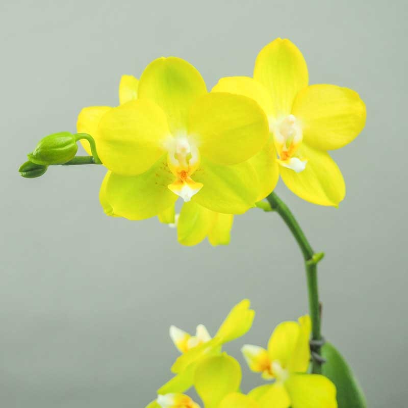 Orchidée offre spéciale fête des grand-mères