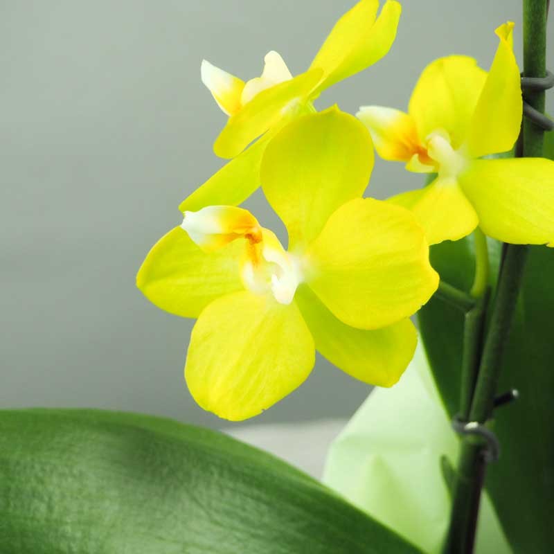 Orchidée offre spéciale fête des grand-mères