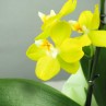 Orchidée offre spéciale fête des grand-mères