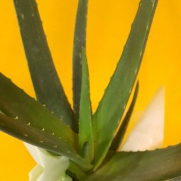 gros plan sur les feuilles d'aloé vera