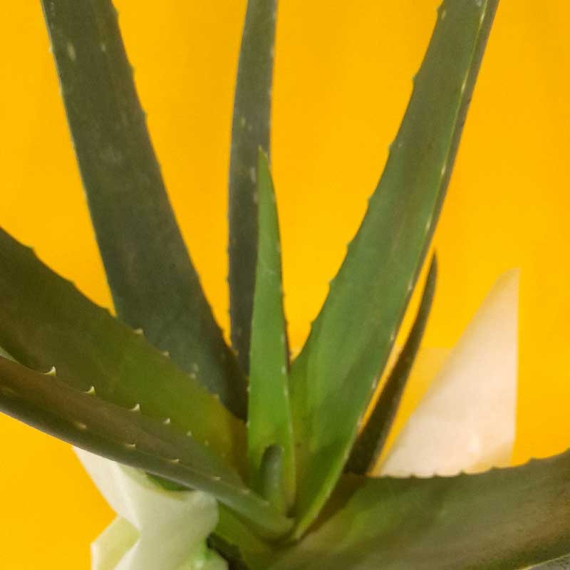 gros plan sur les feuilles d'aloé vera