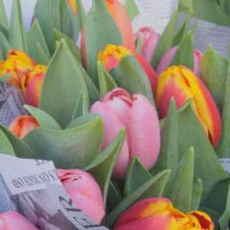 Tulipes de Pâques : 2ème à -50%! format prodigieux