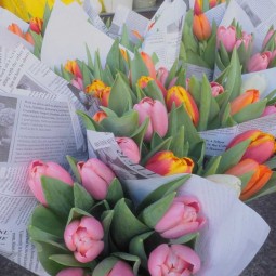 Tulipes de Pâques : 2ème à -50%! format prodigieux