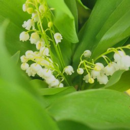 Muguet