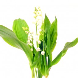 brin de muguet