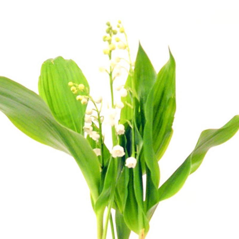 brin de muguet