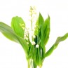 brin de muguet