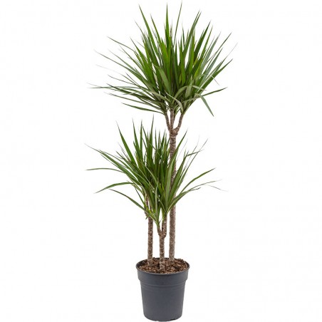 Dracaena la plante d'intérieur incontournable