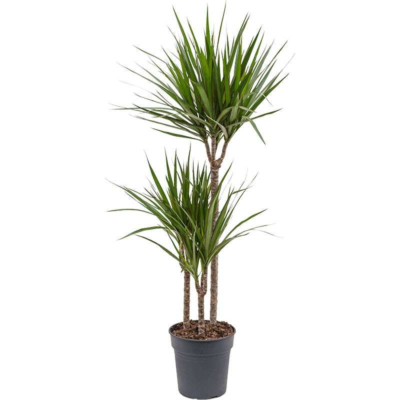 Dracaena la plante d'intérieur incontournable