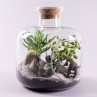 Terrarium Ouvert de Plantes Grasses, un jardin méditerranéen à la maison