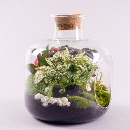 Terrarium Ouvert de Plantes Vertes, un jardin Tropicale à la maison