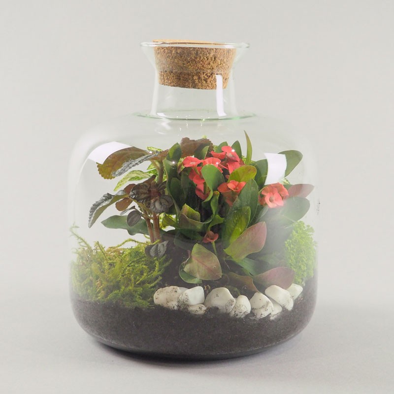 Terrarium Ouvert de Plantes Vertes, un jardin Tropicale à la maison