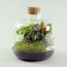 Terrarium Ouvert de Plantes Vertes, un jardin Tropicale à la maison