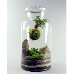Terrarium Pandora