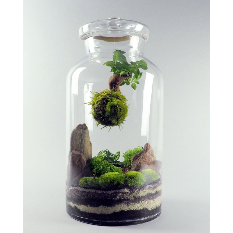 Terrarium Pandora