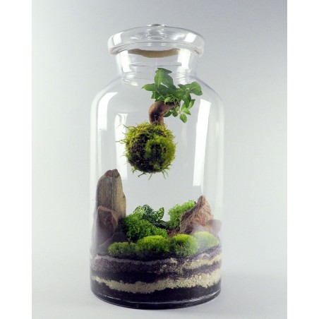 Terrarium Pandora