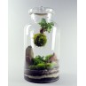 Terrarium Pandora