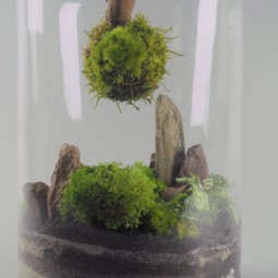 Terrarium Pandora