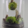 Terrarium Pandora