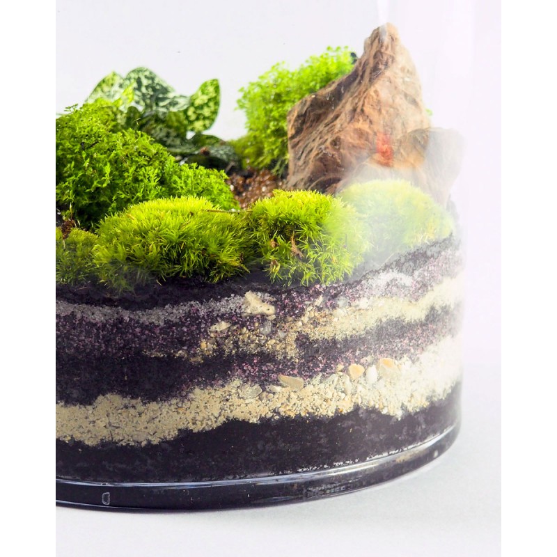 Terrarium Pandora