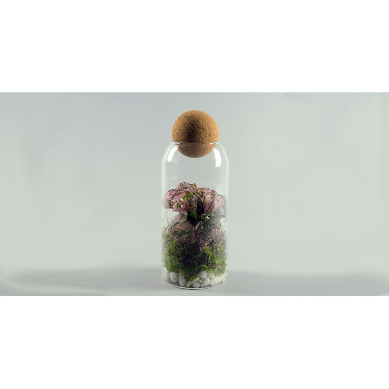 Mini-terrarium