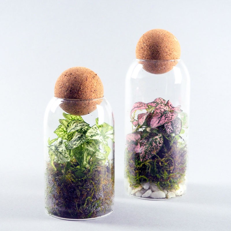 Mini-terrarium