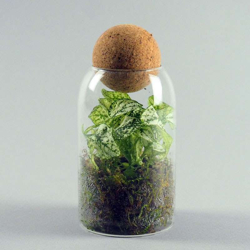Mini-mini-terrarium