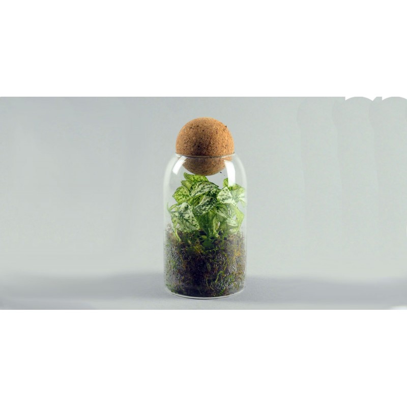 Mini-mini-terrarium