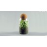 Mini-mini-terrarium