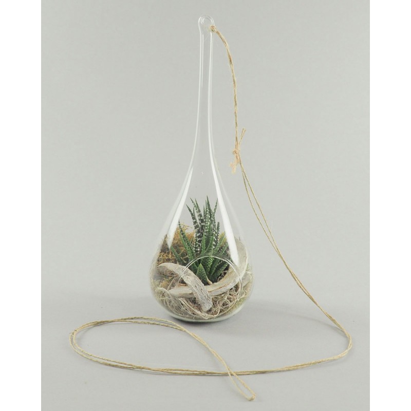 Plante grasse dans une goutte de verre