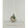 Plante grasse dans une goutte de verre