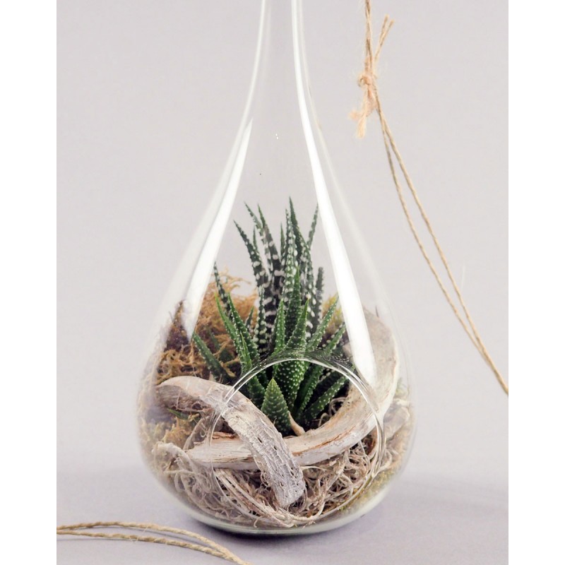 Plante grasse dans une goutte de verre