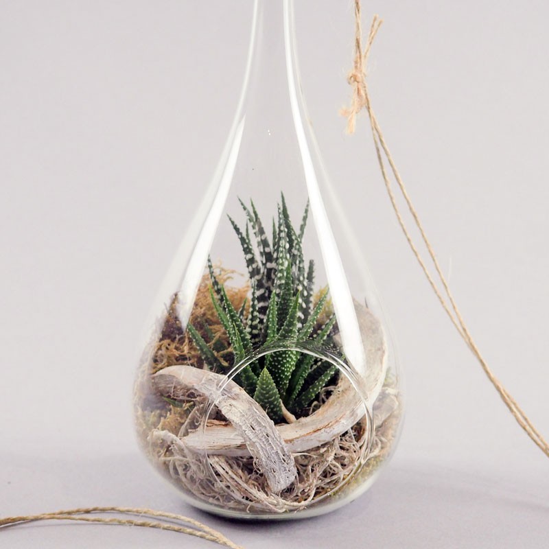 Plante grasse dans une goutte de verre