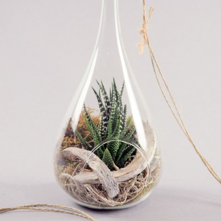 Plante grasse dans une goutte de verre