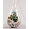 Plante grasse dans une goutte de verre