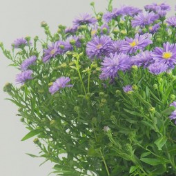 Aster en pot à partir de 9€