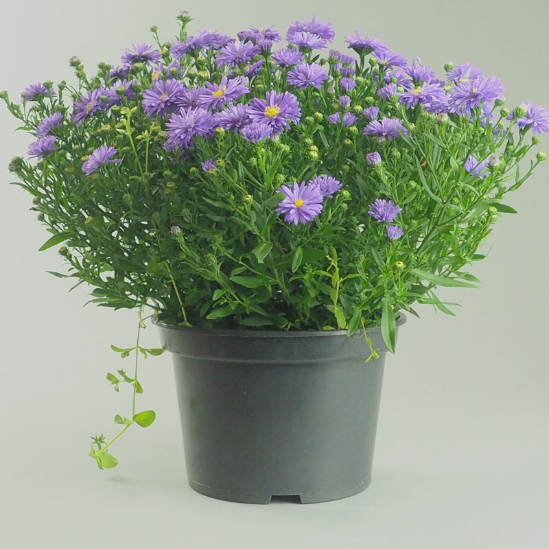 Aster en pot à partir de 9€