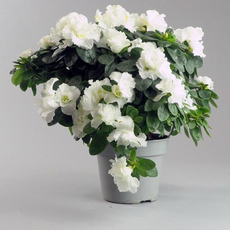 Azalée en pot – Élégance et floraison colorée pour jardin et cimetière à la Toussaint