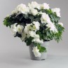 Azalée en pot – Élégance et floraison colorée pour jardin et cimetière à la Toussaint