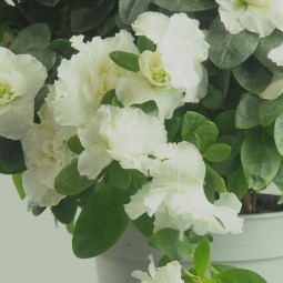 Azalée en pot – Élégance et floraison colorée pour jardin et cimetière à la Toussaint