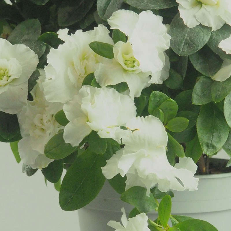 Azalée en pot – Élégance et floraison colorée pour jardin et cimetière à la Toussaint