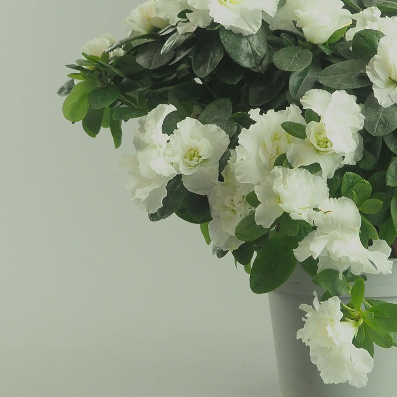 Azalée en pot – Élégance et floraison colorée pour jardin et cimetière à la Toussaint