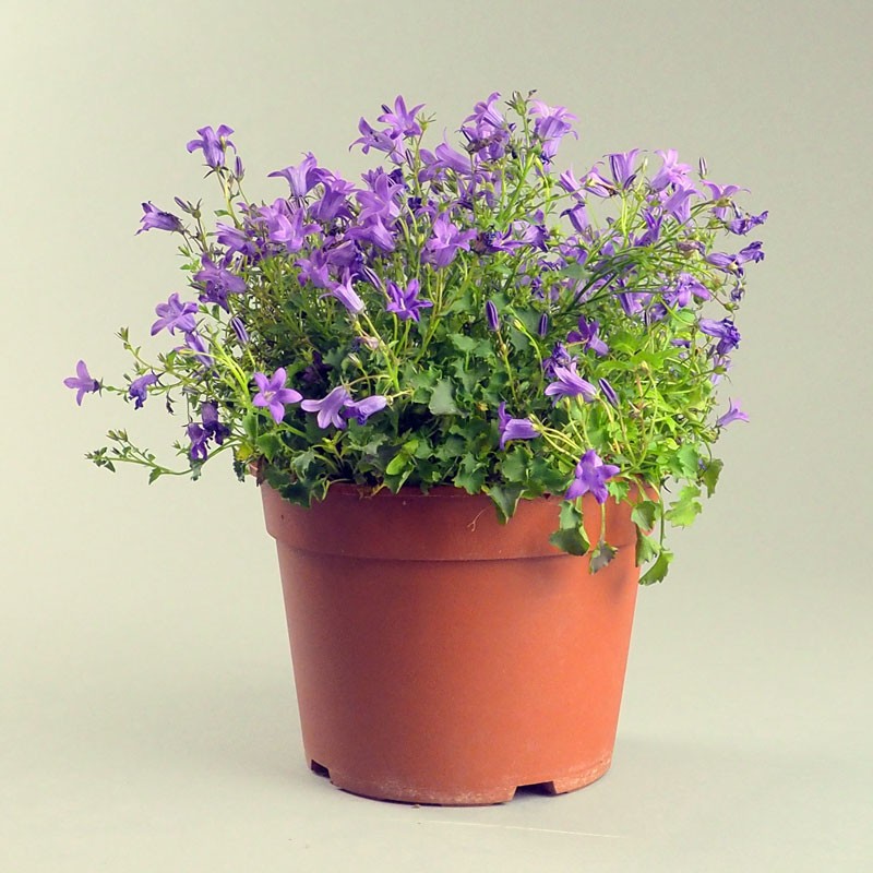 Campanule en pot – Fleur délicate pour le jardin ou le cimetière à la Toussaint