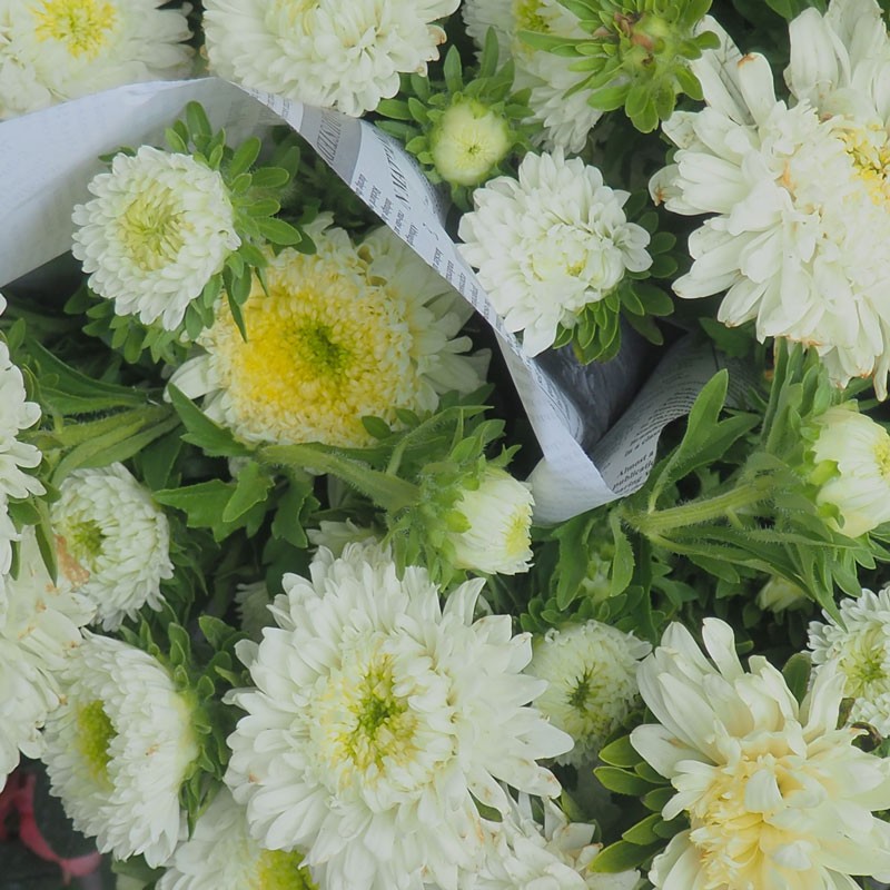Reine Marguerite en botte – Production locale d'Île-de-France