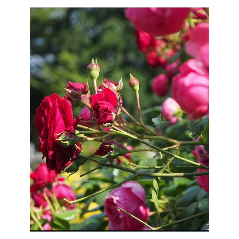 Petites plantes extérieures 5 €