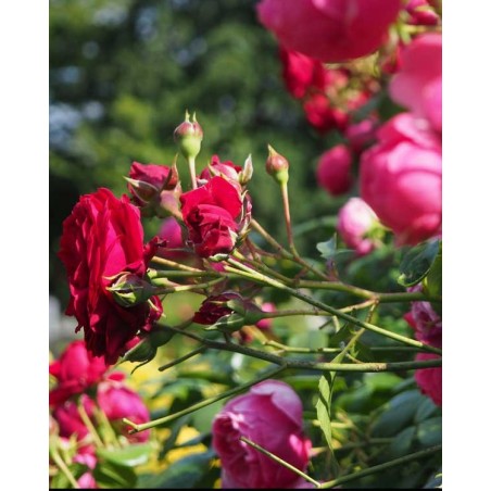 Petites plantes extérieures 5 €