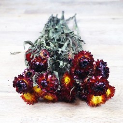 bouquet immortelle séchée