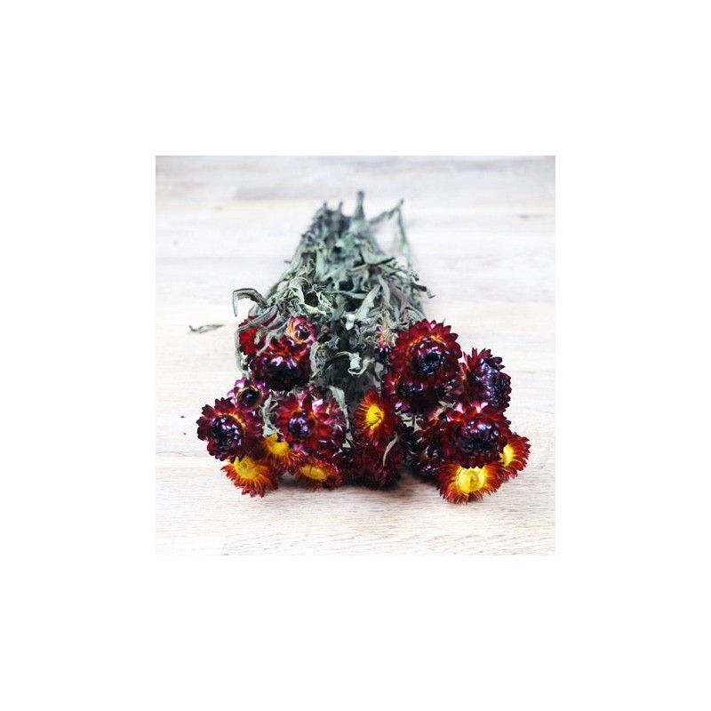 bouquet immortelle séchée